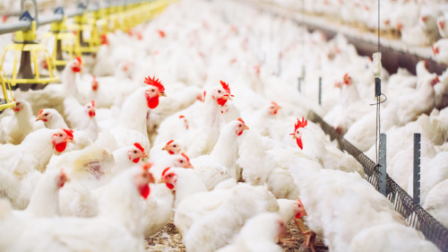 poultry-producers-focusing-on-innovation-to-protect-from-avian-flu