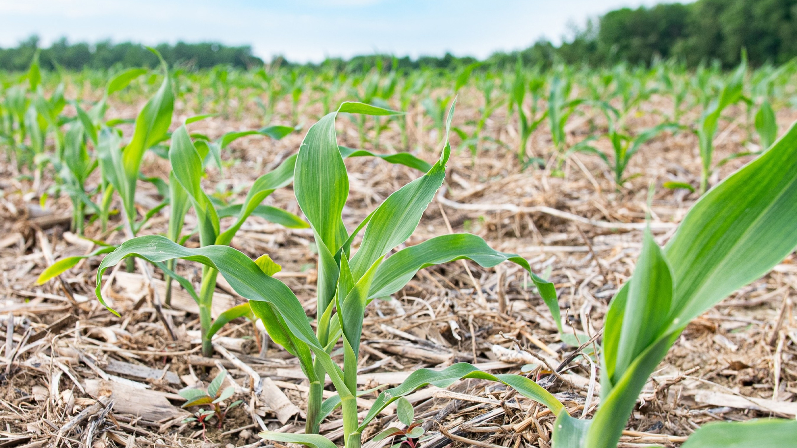 Sustainea Press Release