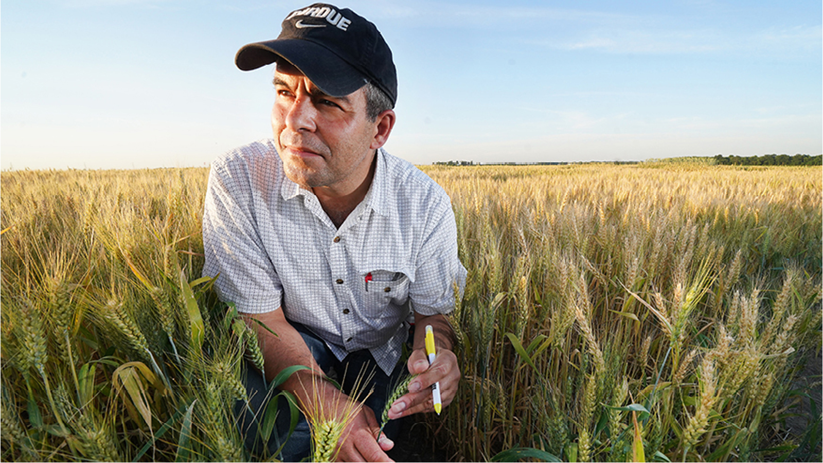Novin AgriTech receives USDA grant to develop novel traits for wheat, accelerate trait integration