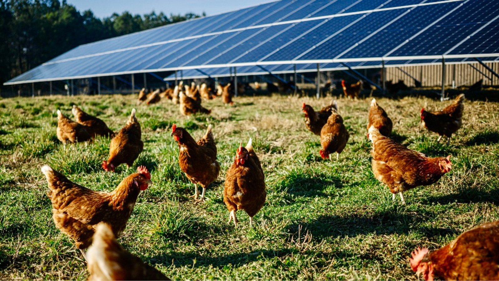 Emergent Solar